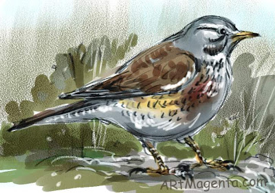Fieldfare, bird sketch by Artmagenta