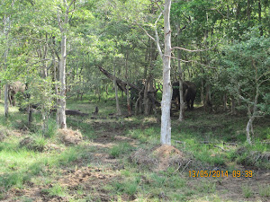 The Decidious forest of "Tado Andhara Tiger reserve".