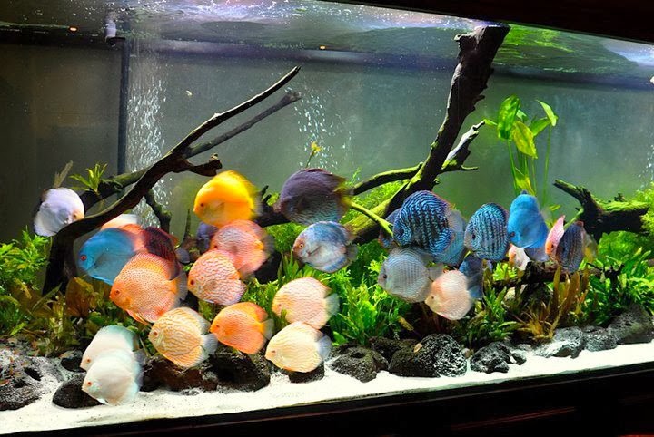 Collection of lovely Discus Tanks - Cichlid Lover