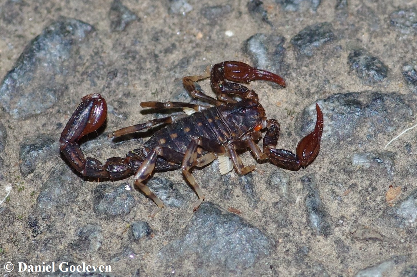 rencontre avec un scorpion