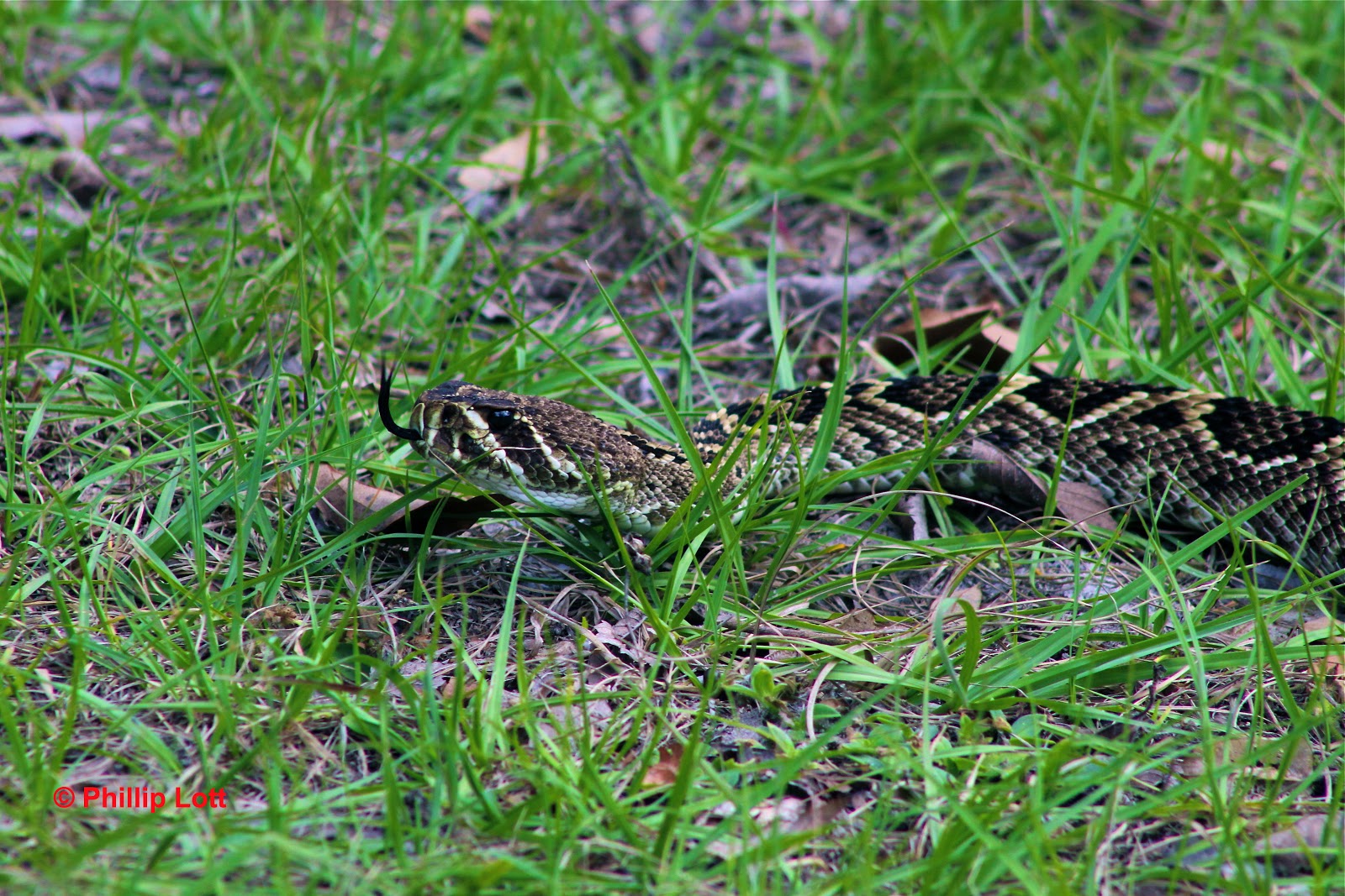 Diamondback Rattlesnake Phillip's Natural World