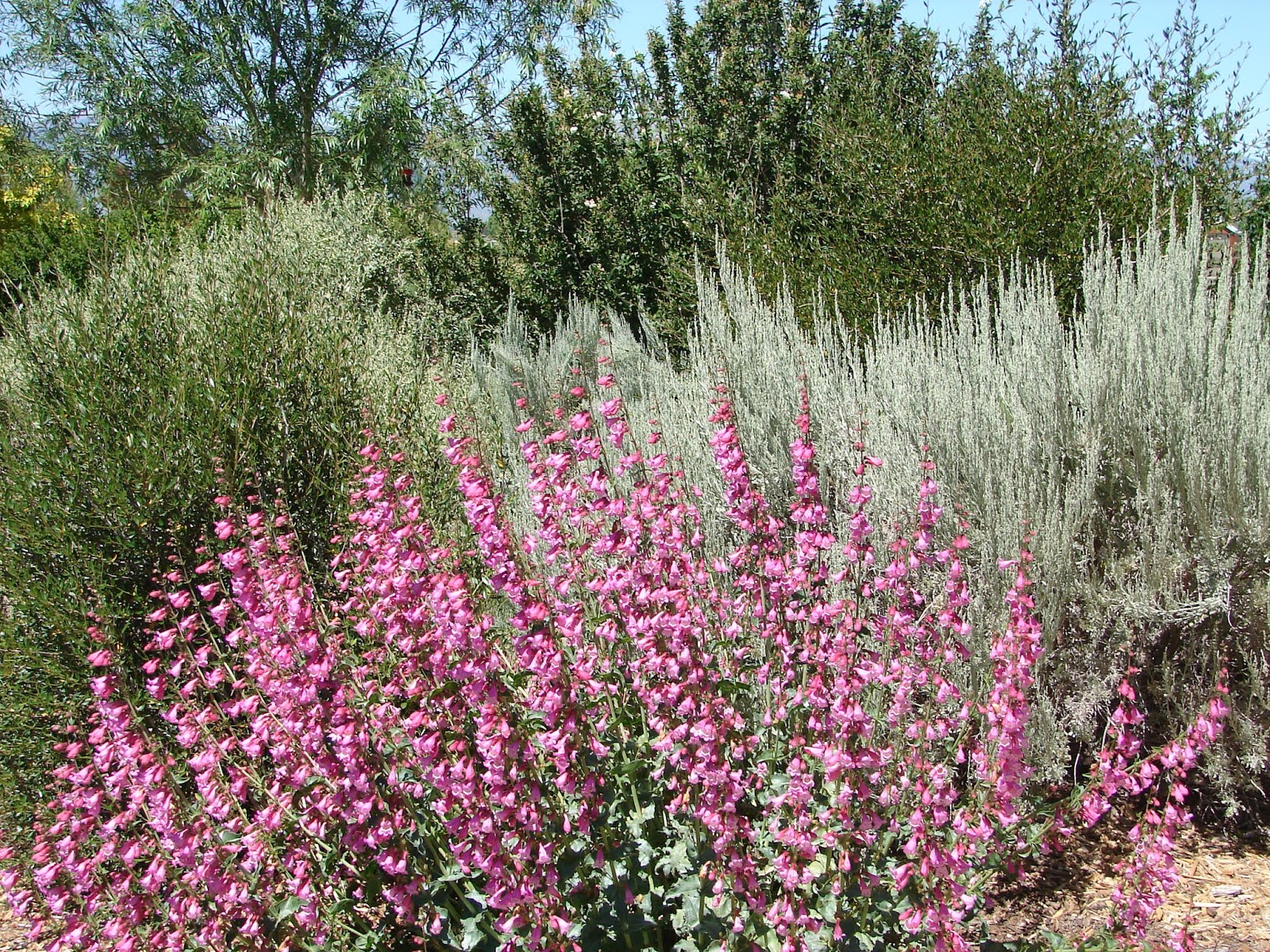 New Utah Gardener Utah Native Plants Are Beautiful!