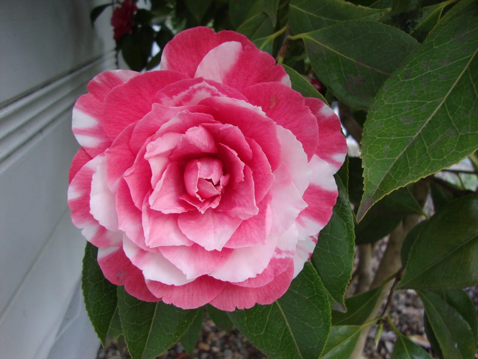 Pieris Ralto Perfect For Plants