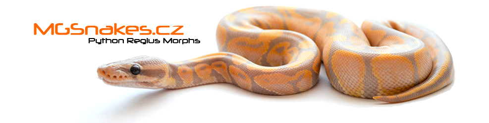 MGSnakes.cz - Krajta Královská, Python Regius - odchovy