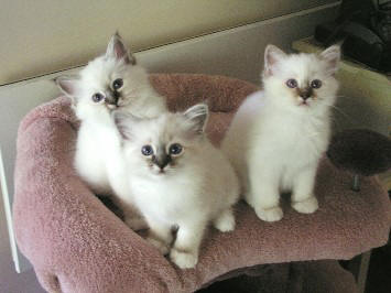 Breeding And Litter Size Of Birman Cats Annie Many