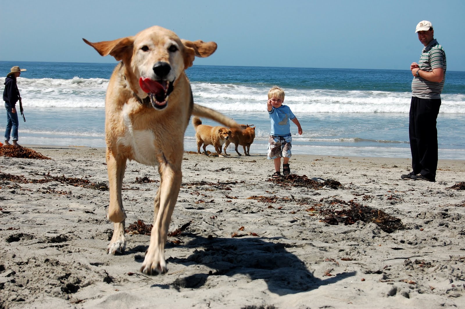 what beaches allow dogs in san diego