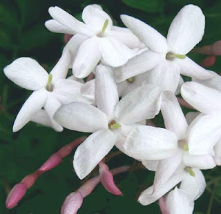 jasminum-polyanthum.jpg
