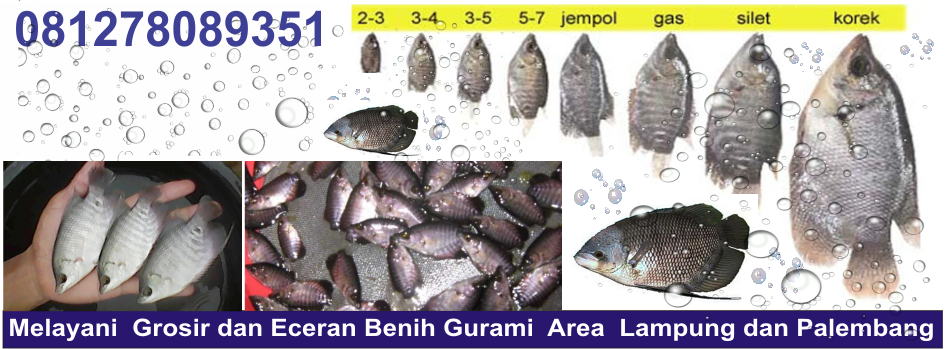 Sedia Benih Ikan Lampung Gurame, Lele, Gabus