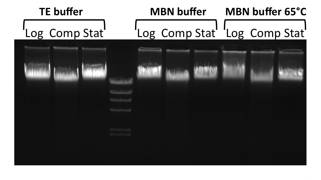 differences between dna and rna. The competent cell DNA is in