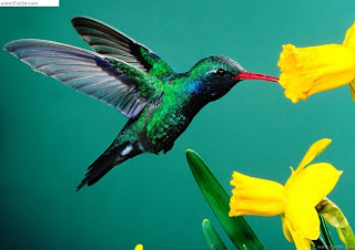 Cute Bird Eating Flower While Flying High Definition For Desktop