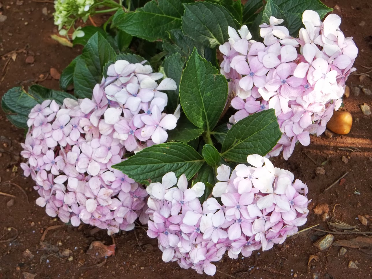 Gardening in Africa My New Garden Progress 16 FebDec 2011