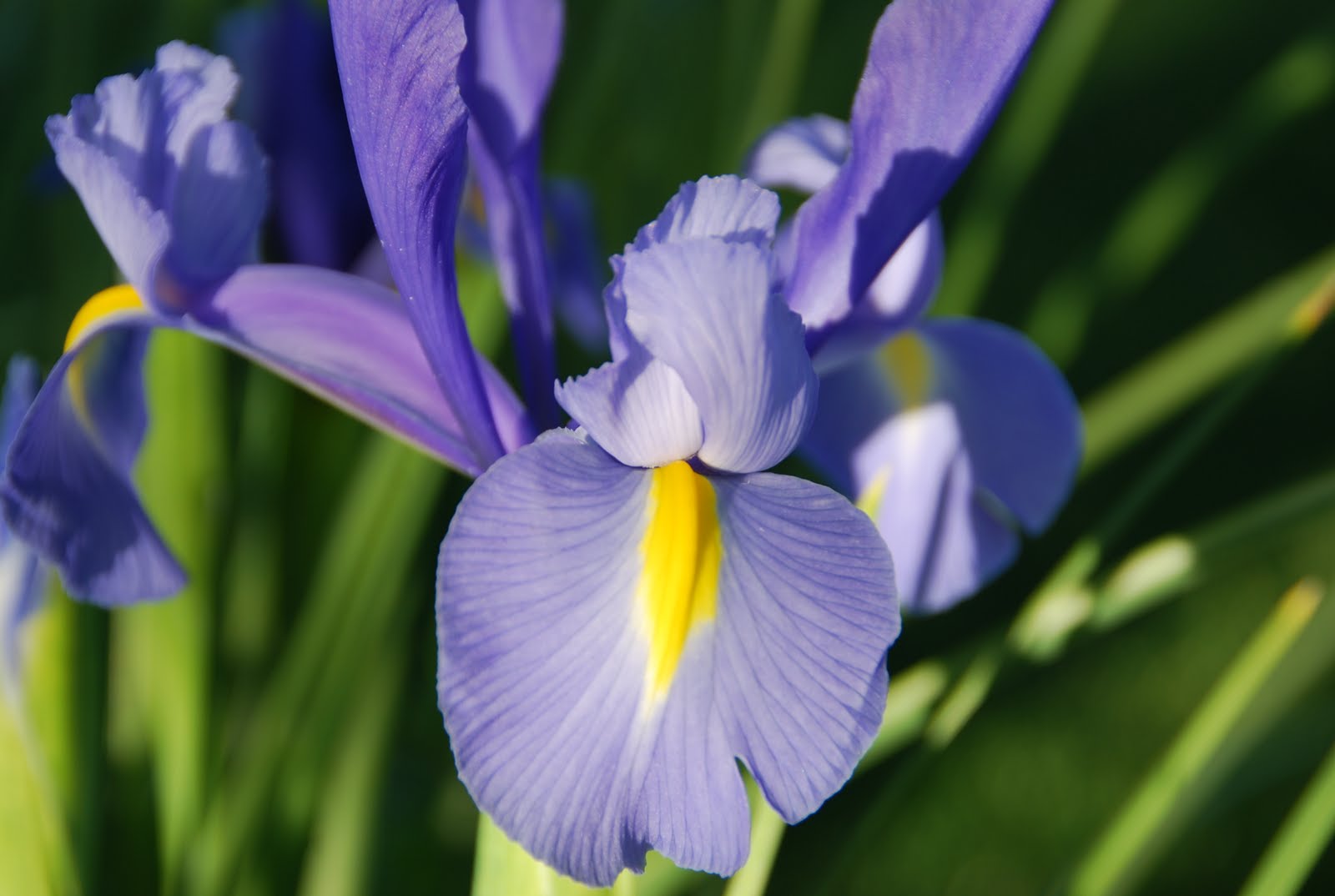 Desert Garden: Dutch iris~Today&rsquo;s Flowers 022711