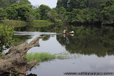 Wisata Hutan Desa Buluhcina Riau