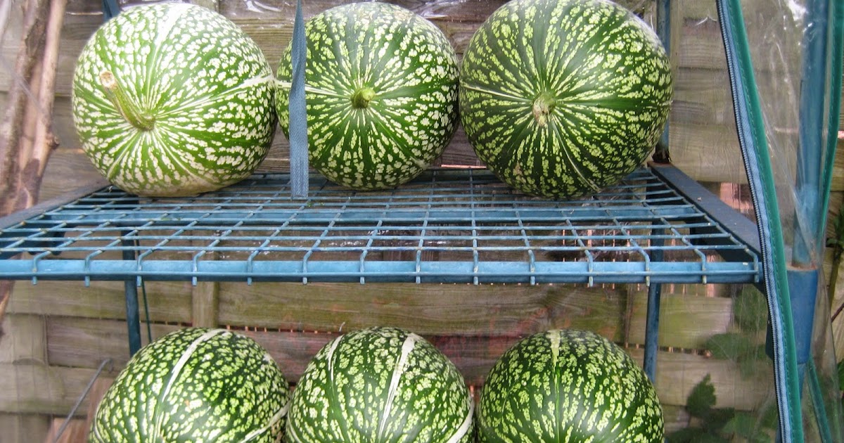 Mal's Edinburgh Allotment Twisting My Melons