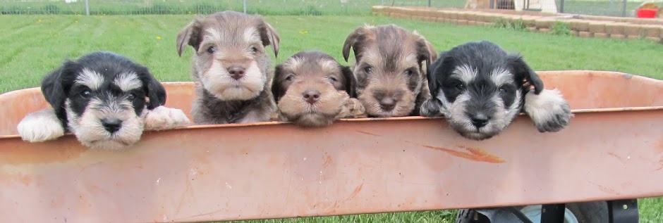 Our Family Schnauzers