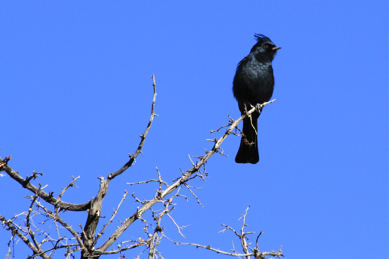 Sonoran Connection Sabino Canyon WIldlife