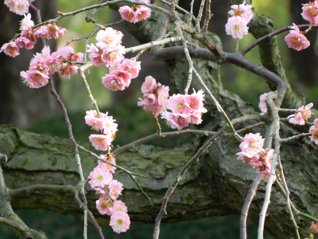 another pretty pink flower set