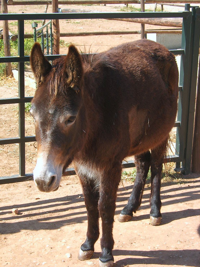 http://www.thedonkeysanctuary.org.uk/project/spain