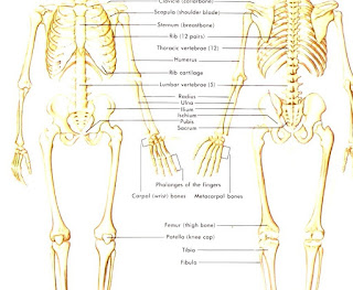 Human Body - What Is Human Physiology