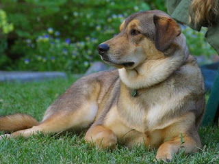 Health Care For Your Older Dogs Health Care For Your Older Dogs