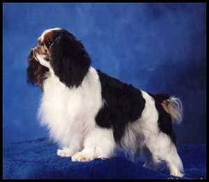 English Toy Spaniel History Breed and Health Food ~ planetanimalzone
