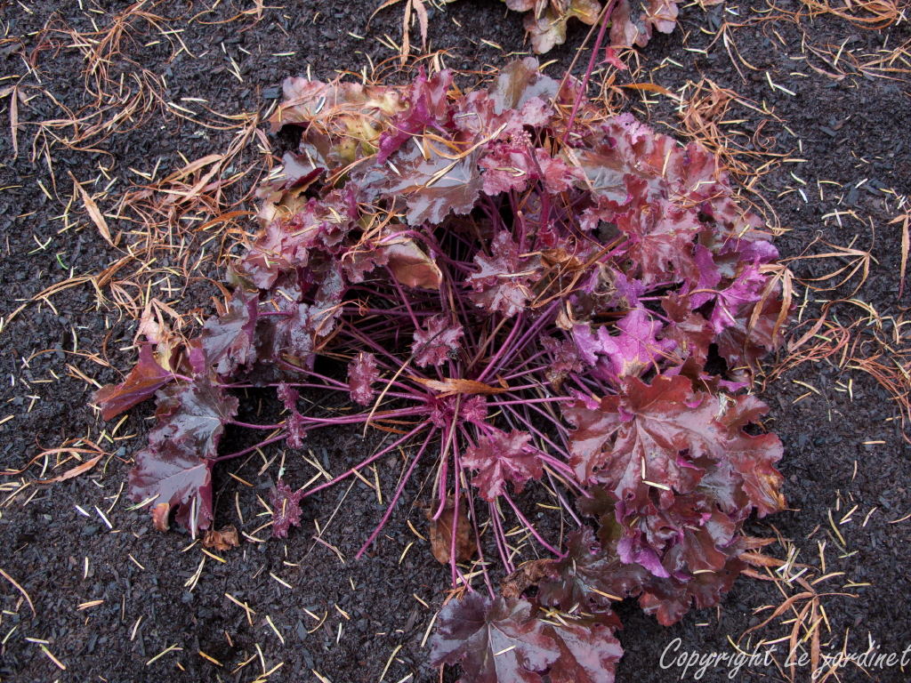 The Plant Hunter The Journey Of Physocarpus Eastern Ninebark