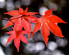 Dancing Japanese Maple