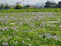 東のホテイアオイとハスと民家。 東のホテイアオイとハスと民家。