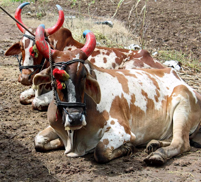 two bulls resting