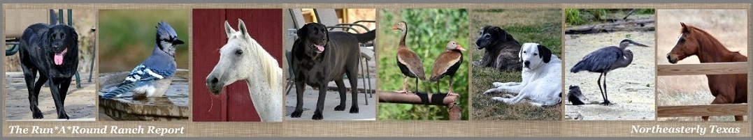 The Run*A*Round Ranch Report