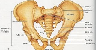 Richy�s Midwifery: Anatomi Panggul