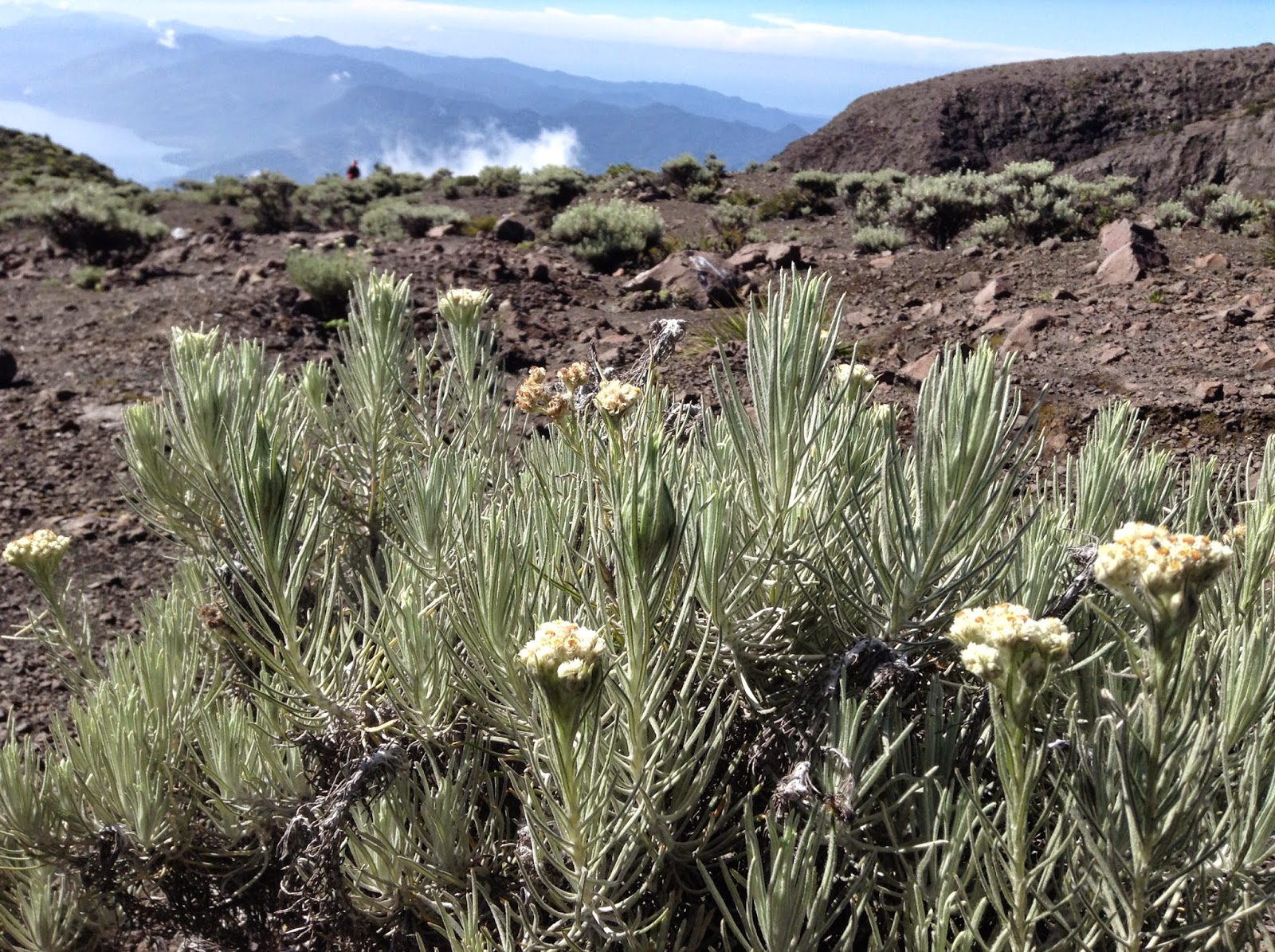 My Journal Of Life Memetik Hikmah Dari Bunga Edelweiss Pemanis Kisah Penjelajahan Puncak Marapi