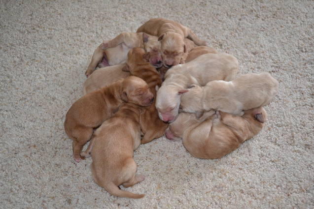 Born Puppy