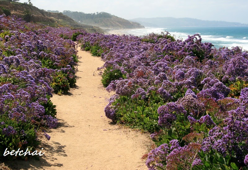 The Joys of Simple Life California Sea Lavender