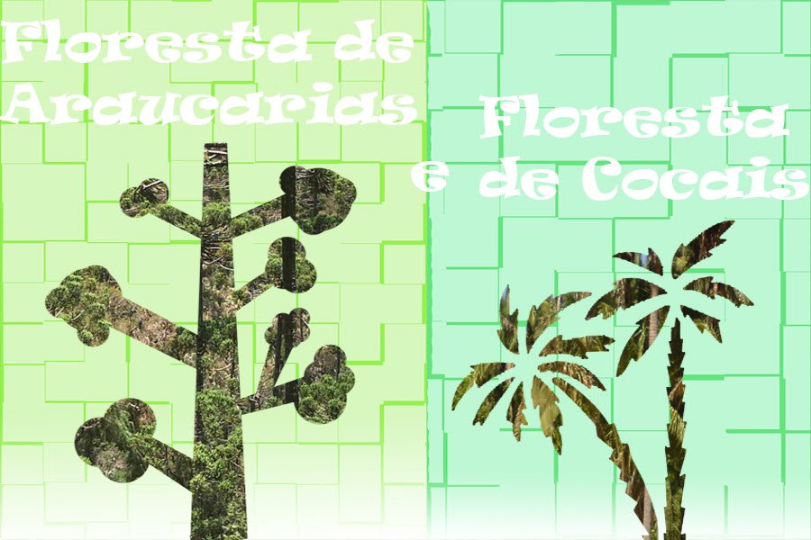 Florestas de Cocais e Florestas Araucárias