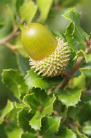 Quercus calliprinos