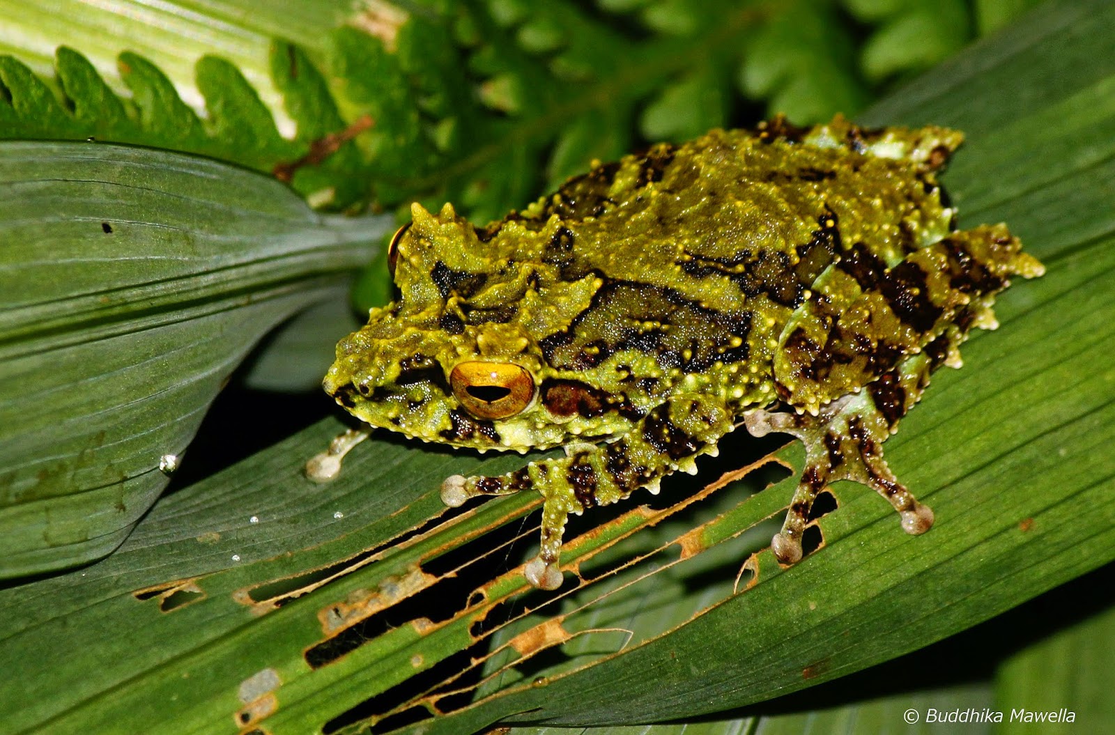 Lanka Nature Summary Schmarda's shrub frog (Pseudophilautus schmarda)