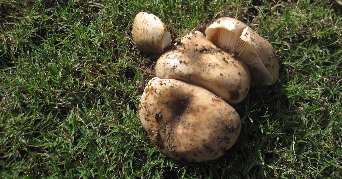 * ENTRE JARAS *: Setas en mi jardín