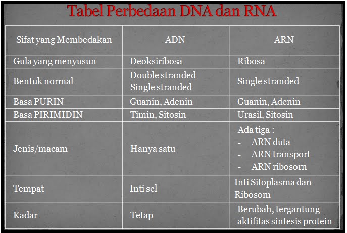 Maruli Family Perbedaan Dna Dan Rna Maruli Family Perbedaan Dna Dan Rna