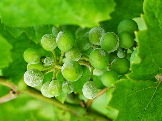 Grape Powdery Mildew infection of young berries