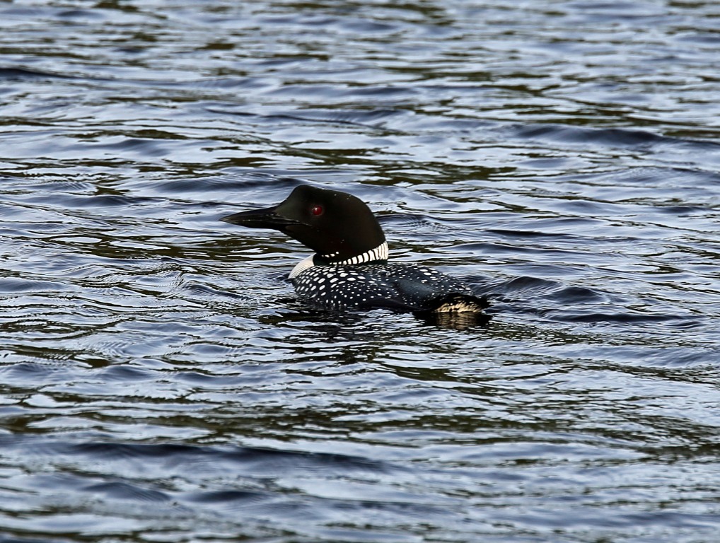 Ohio Birds And Biodiversity Nettie Lake S Loons