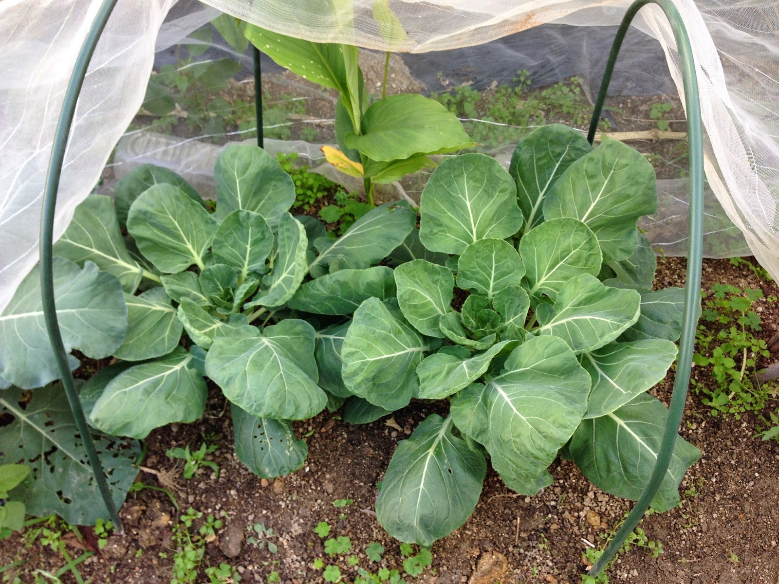 福岡ミミズ日記 今年の芽キャベツは順調 こぼれ種からのバジルの発芽 春に出てきたら嬉しかったのに