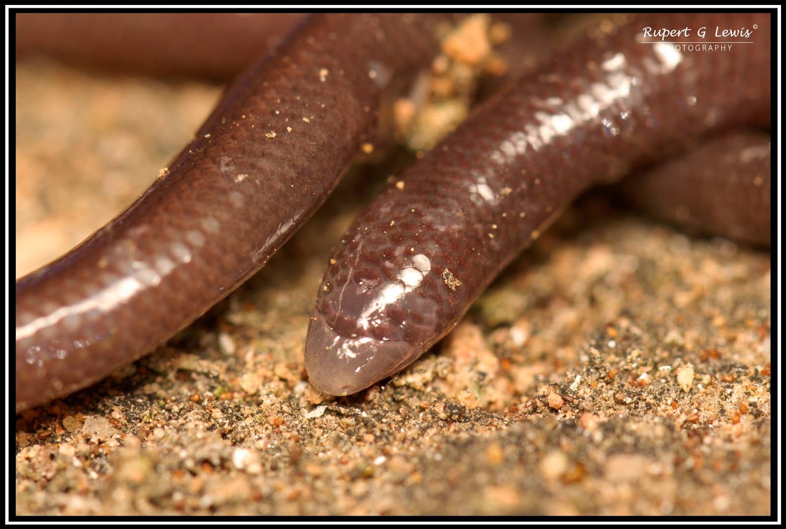 Species New to Science [Herpetology • 2017] Dibamus floweri • A New