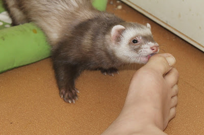 fretti+ferret