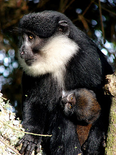 L-hoerst Monkeys and primates in Bwindi