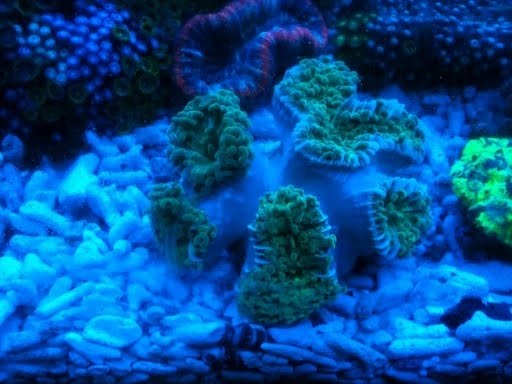 Anchor coral
