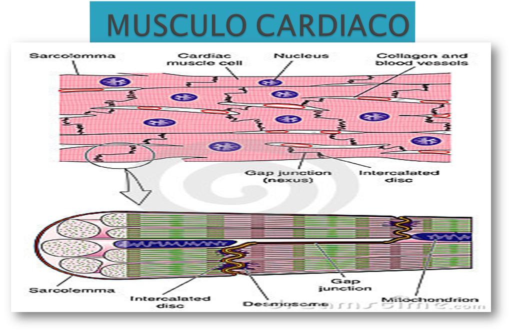 musculo cardiaco