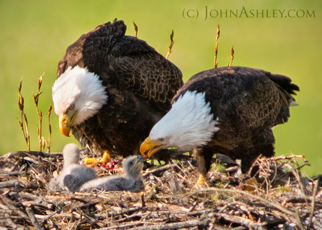 Wild and Free Montana: Big Bad Bald Eagle Mums
