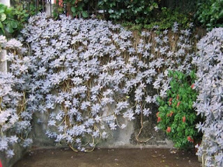 Graptopetalum paraguayense Graptopetalum paraguayense