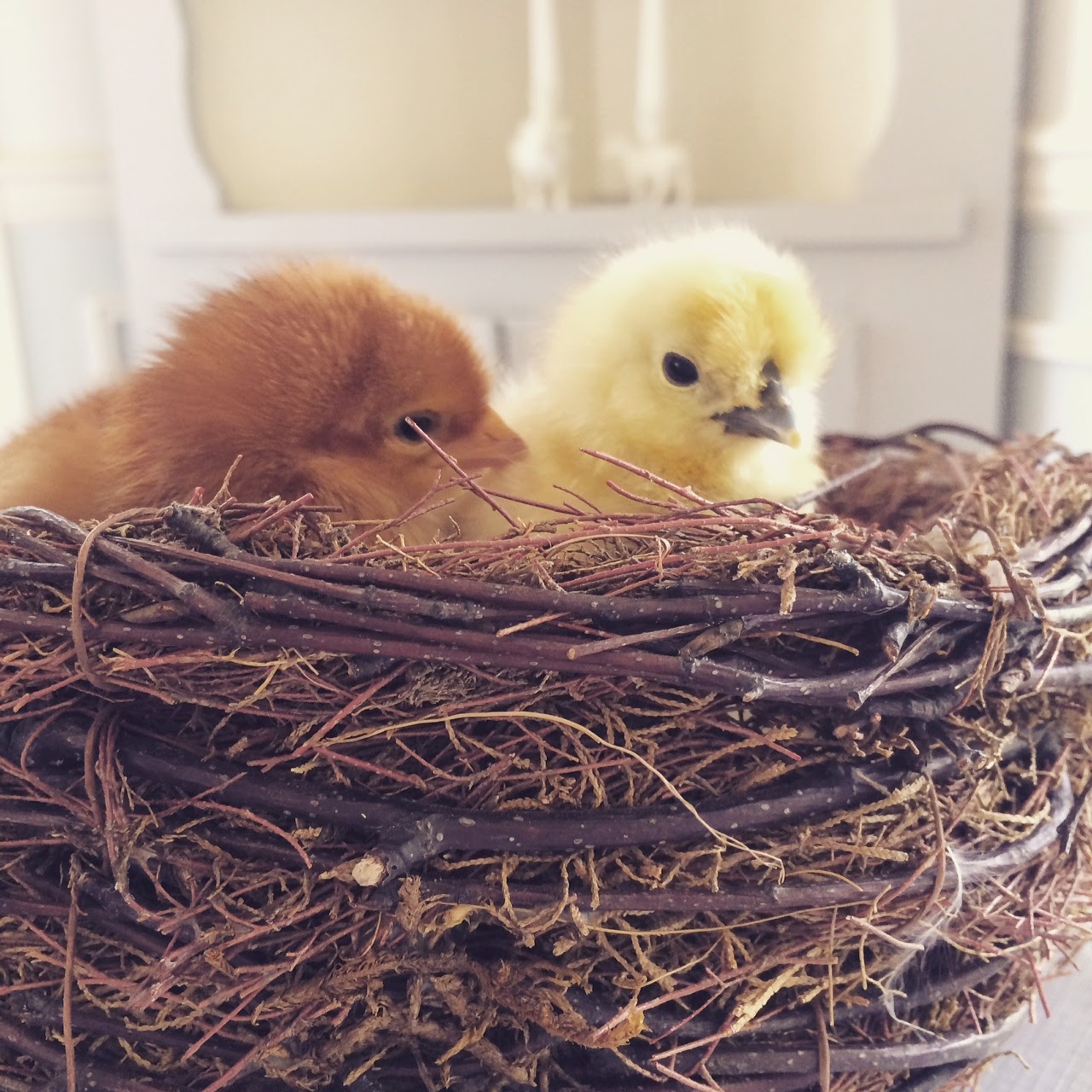 Little Farmstead If You've Ever Considered Having Chickens...